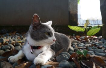nature-cat-4361402 nature-cat-4361402