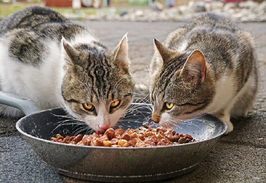 Cat Food Supply Company In Bangladesh