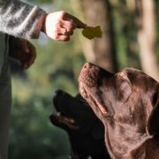 The Road to a Balanced Diet for Dogs – 3S Impex
