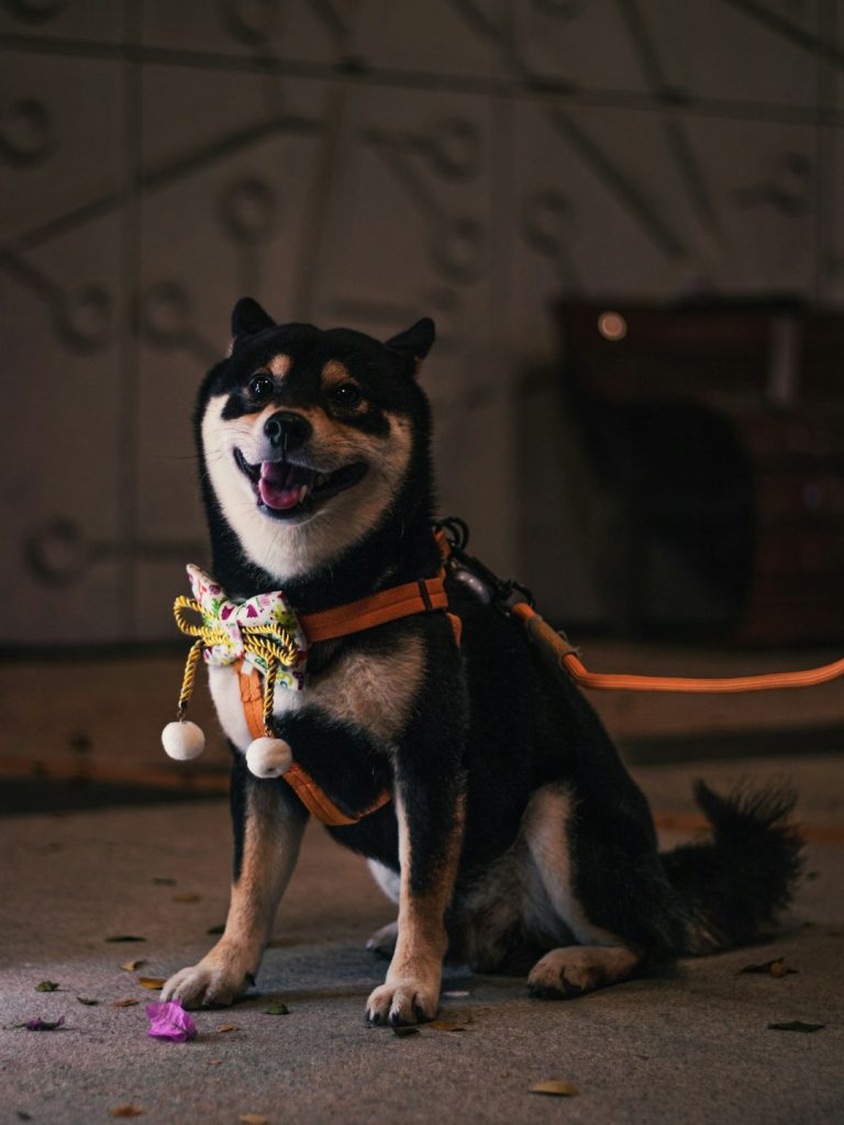 dog